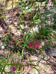 Grevillea diffusa