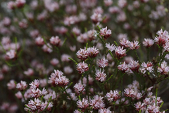 Andersonia parvifolia