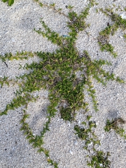 Thuarea involuta