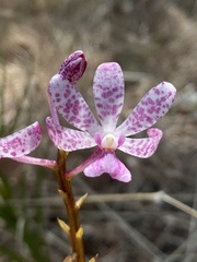 Dipodium ensifolium