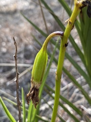 Dipodium ensifolium