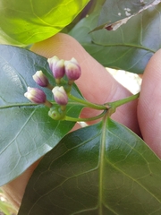 Gynochthodes jasminoides
