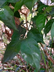 Gynochthodes jasminoides