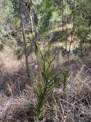 Dipodium ensifolium