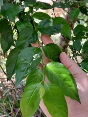 Gynochthodes jasminoides