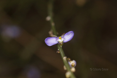 Comesperma scoparium