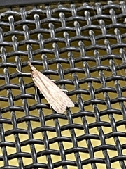Pyraloidea
