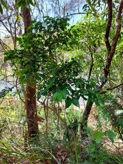 Gynochthodes jasminoides