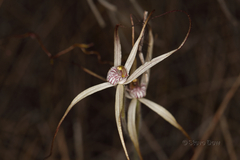 Caladenia dimidia