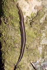 Australopacifica