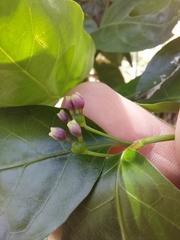 Gynochthodes jasminoides