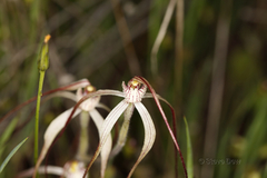 Caladenia dimidia