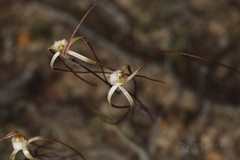 Caladenia dimidia