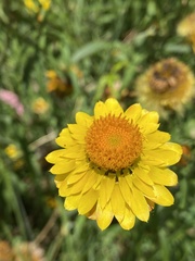 Xerochrysum viscosum