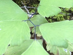 Adiantum