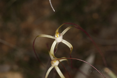 Caladenia dimidia
