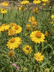 Xerochrysum viscosum