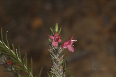 Chloanthes coccinea