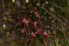 Caladenia footeana