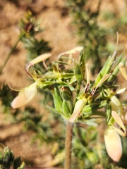 Pelargonium rapaceum