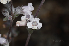 Dasymalla terminalis