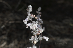 Dasymalla terminalis