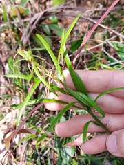 Podocarpus spinulosus