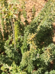 Pelargonium rapaceum