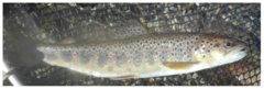 Salmo trutta fario