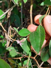 Billardiera scandens