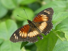 Junonia sophia