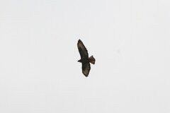 Buteo buteo vulpinus