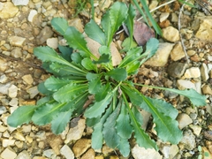 Noccaea caerulescens