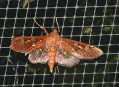 Phostria temira