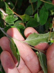 Billardiera scandens