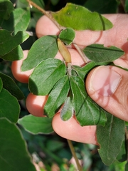 Billardiera scandens