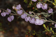 Guichenotia angustifolia
