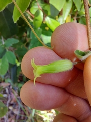Billardiera scandens