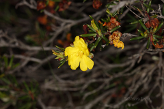 Hibbertia pungens