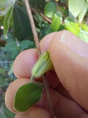 Billardiera scandens