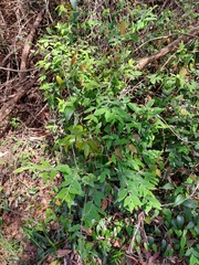 Billardiera scandens