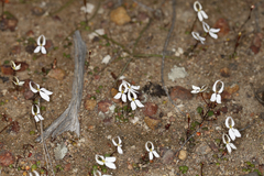 Stylidium decipiens