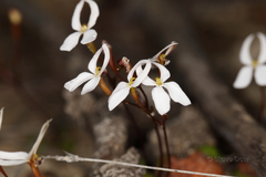 Stylidium decipiens
