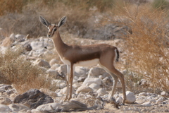 Gazella dorcas