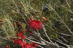 Melaleuca quadrifida