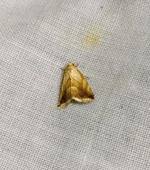 Maliattha marginalis