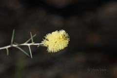 Melaleuca stereophloia