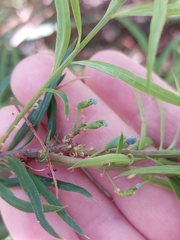 Podocarpus spinulosus