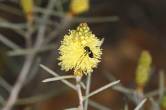 Melaleuca stereophloia