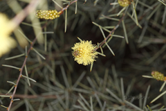 Melaleuca stereophloia